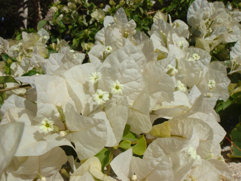 Bougainvillea glabra f. alba