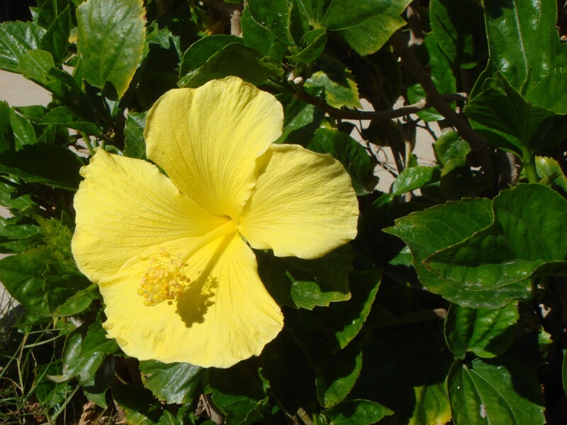 Hibiscus rosa-sinensis