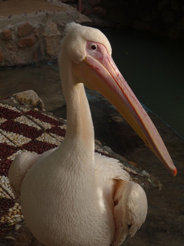 Dalmatian pelican (Pelecanus crispus)