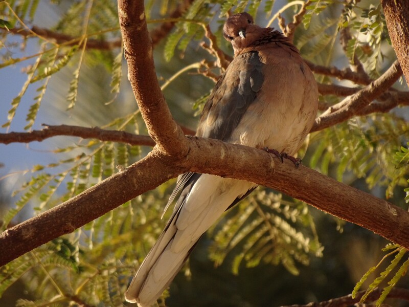 Laughing dove (Streptopelia senegalensis)