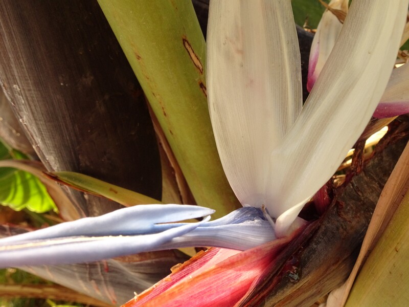 Bird of paradise (Strelitzia reginae)