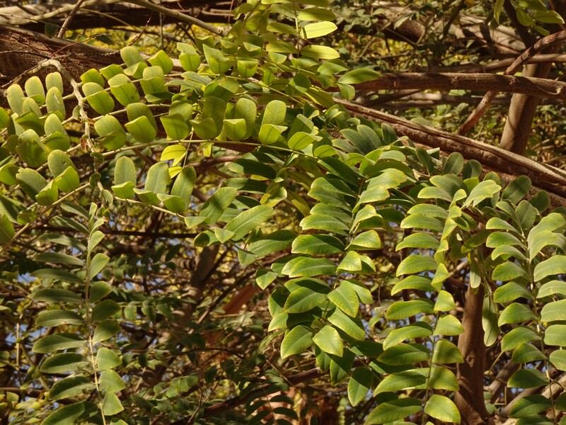 Black locust (Robinia pseudoacacia)