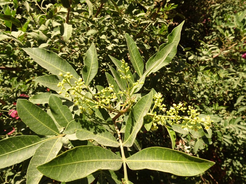 Brazilian peppertree (Schinus terebinthifolia)