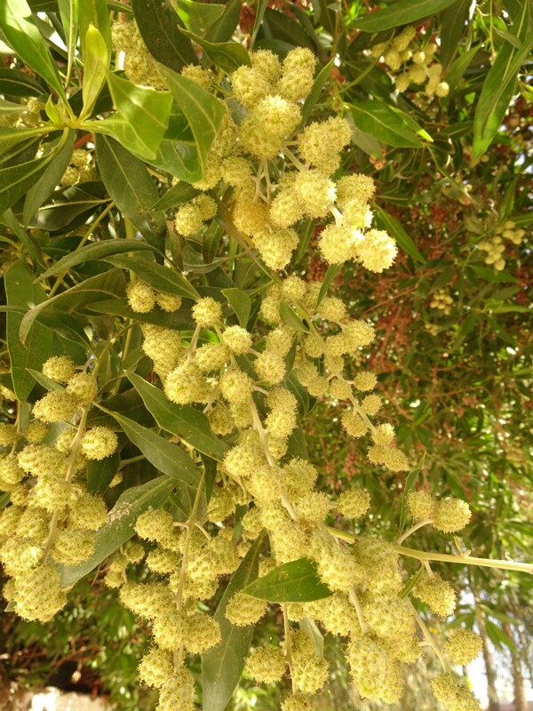 Button mangrove (Conocarpus erectus)