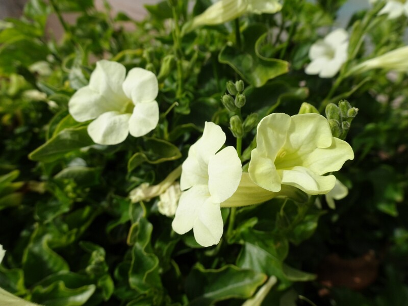 Chinese violet (Asystasia gangetica)