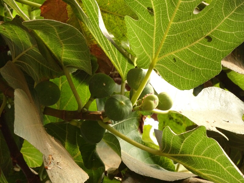 Common fig (Ficus carica)