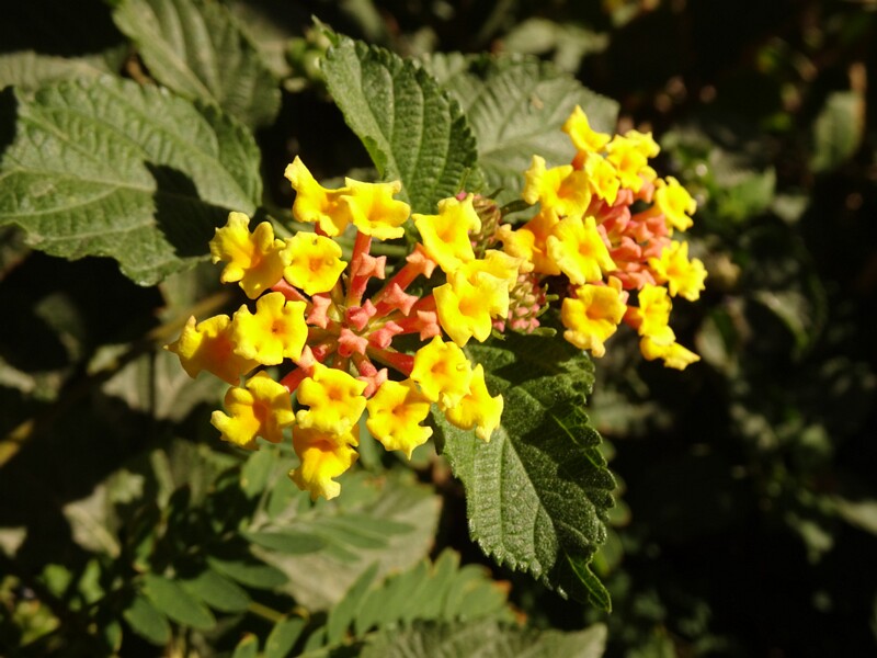 Common lantana (Lantana camara)