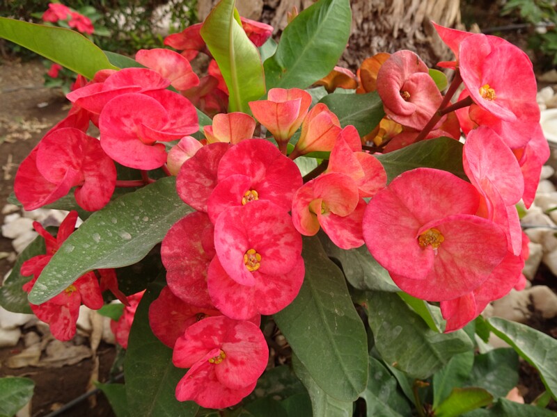 Crown of thorns (Euphorbia milii)