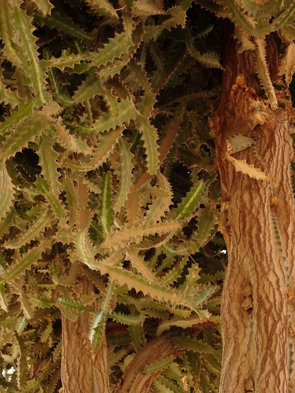 Dragon bones (Euphorbia lactea)