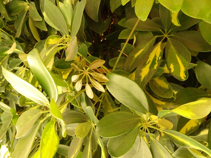 Dwarf umbrella tree (Schefflera arboricola)