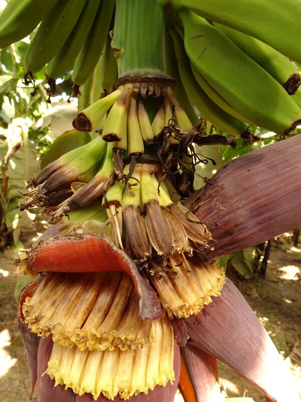 Edible banana (Musa acuminata)