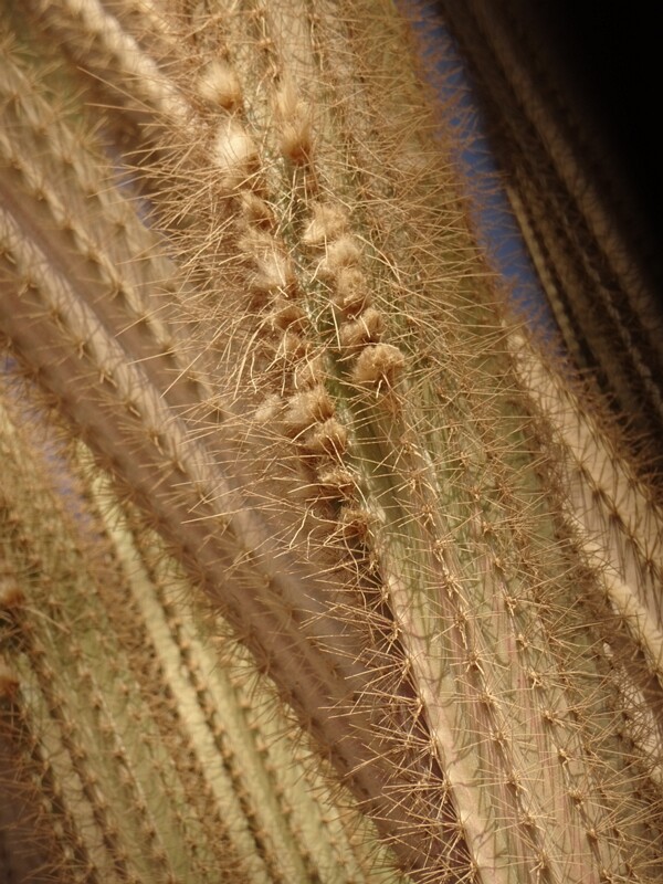 Golden snake-cactus (Bergerocactus emoryi)