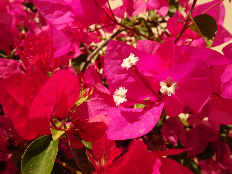 Great bougainvillea (Bougainvillea spectabilis)