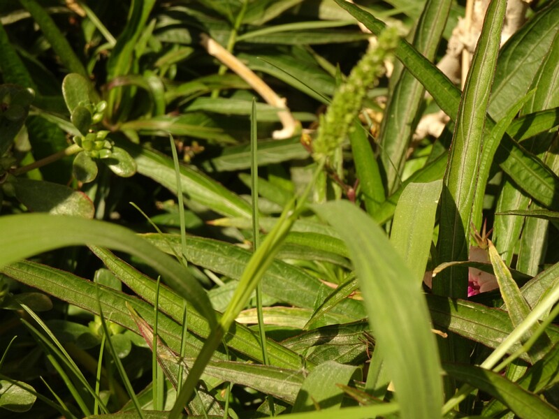 Green foxtail (Setaria viridis)