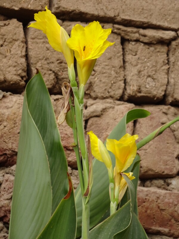 Indian shot (Canna indica)