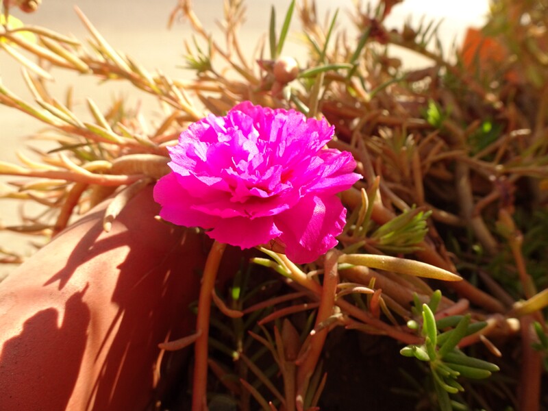 Moss rose (Portulaca grandiflora)