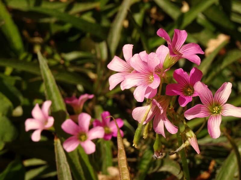 Pink woodsorrel (Oxalis debilis)