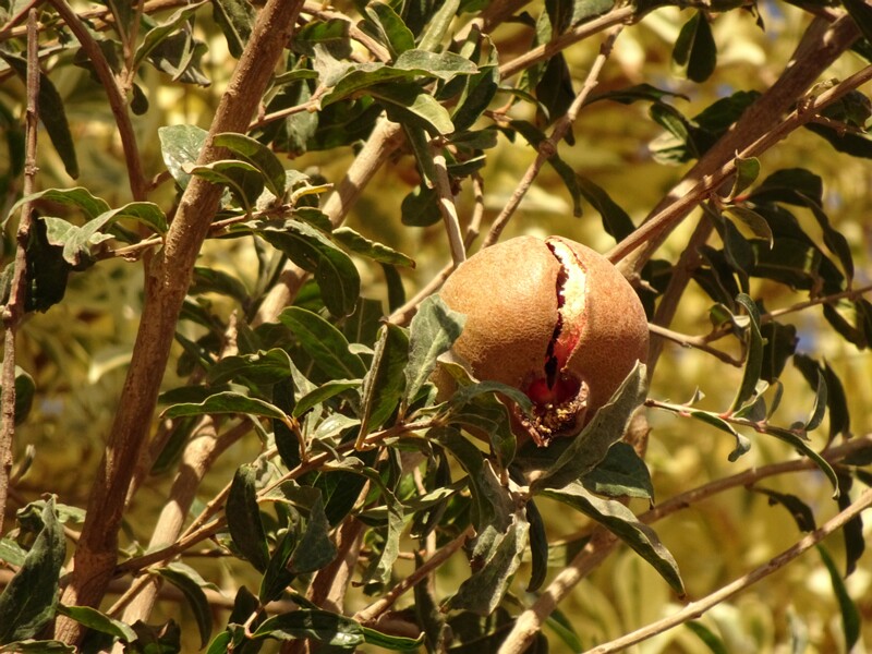 Pomegranade (Punica granatum)