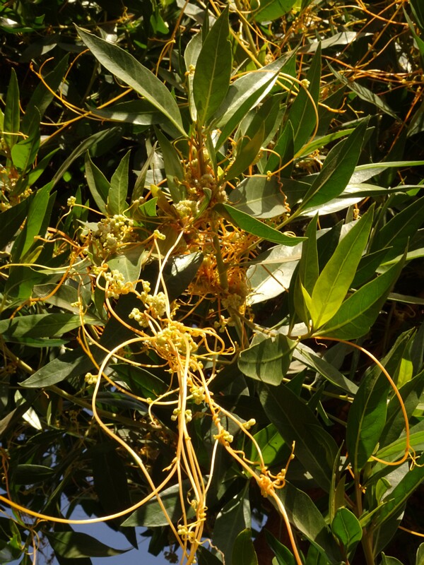 Scaldweed (Cuscuta gronovii)