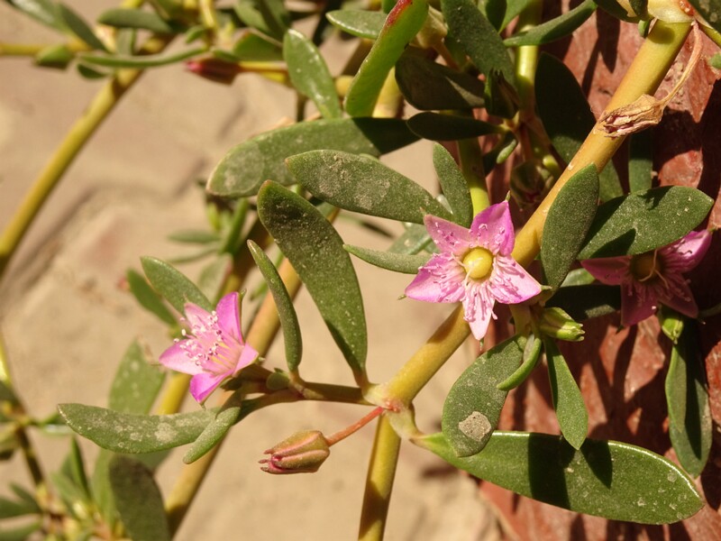 Shoreline sea purslane (Sesuvium portulacastrum)