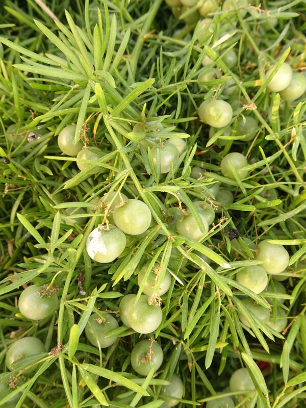 Sprengers asparagus fern (Asparagus aethiopicus)
