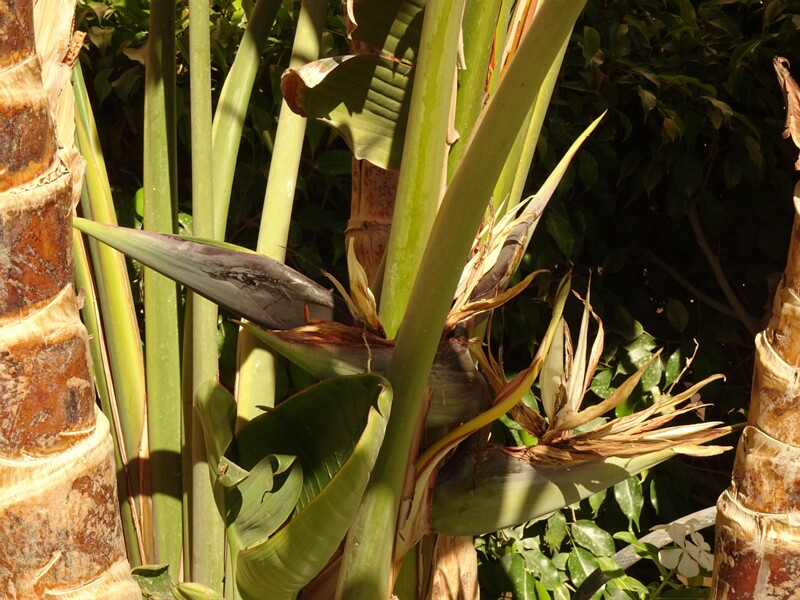 Travellers palm (Ravenala madagascariensis)